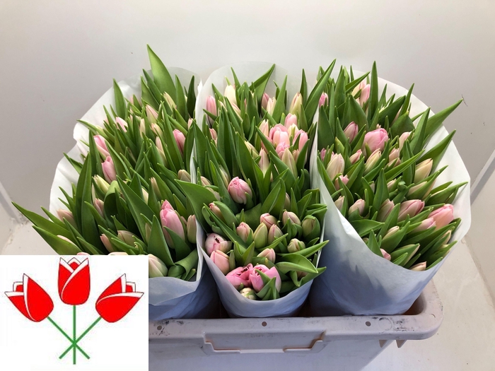 <h4>TU EN DYNASTY</h4>