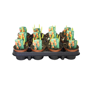 Bol op pot Tulip Stresa