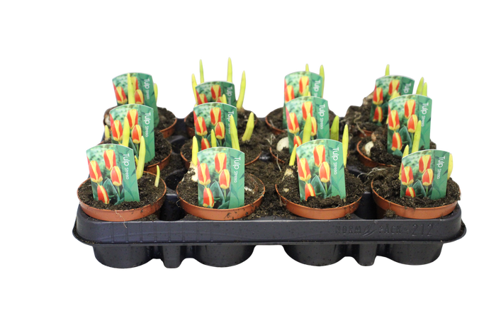 <h4>Bol op pot Tulip Stresa</h4>