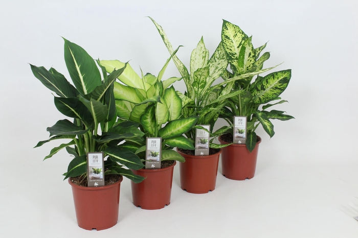 <h4>Purify Dieffenbachia Gemengd Luxe 17 cm</h4>