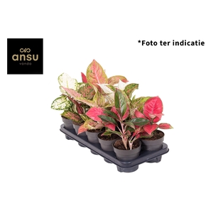 Aglaonema A2 Mix
