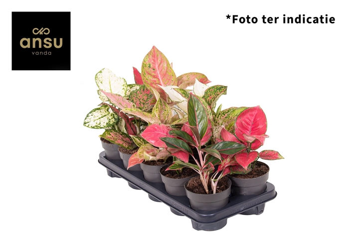 <h4>Aglaonema A2 Mix</h4>
