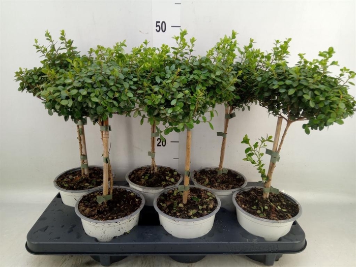 <h4>Myrsine africana</h4>