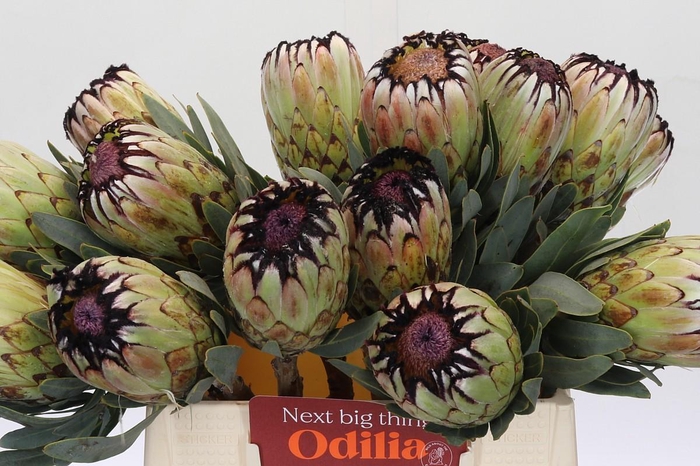 <h4>Protea Niobe</h4>