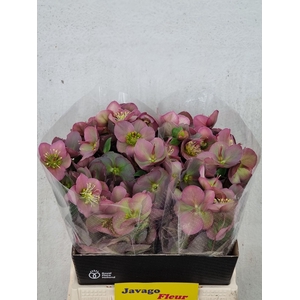 HELL FRK PENNYS PINK