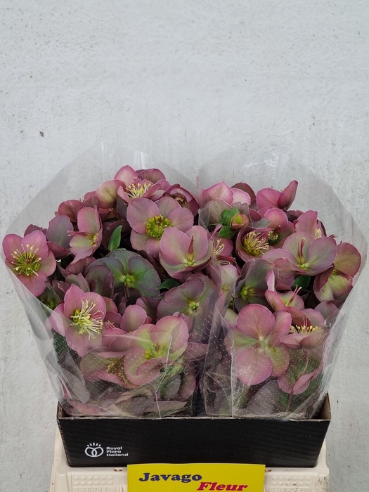 <h4>HELL FRK PENNYS PINK</h4>