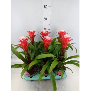 Guzmania  'Hope'