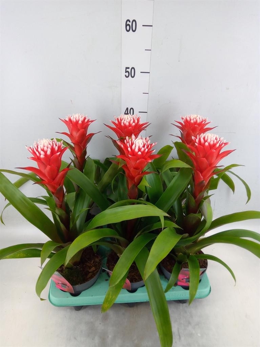 <h4>Guzmania  'Hope'</h4>