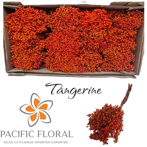 Pepperberry Tangerine