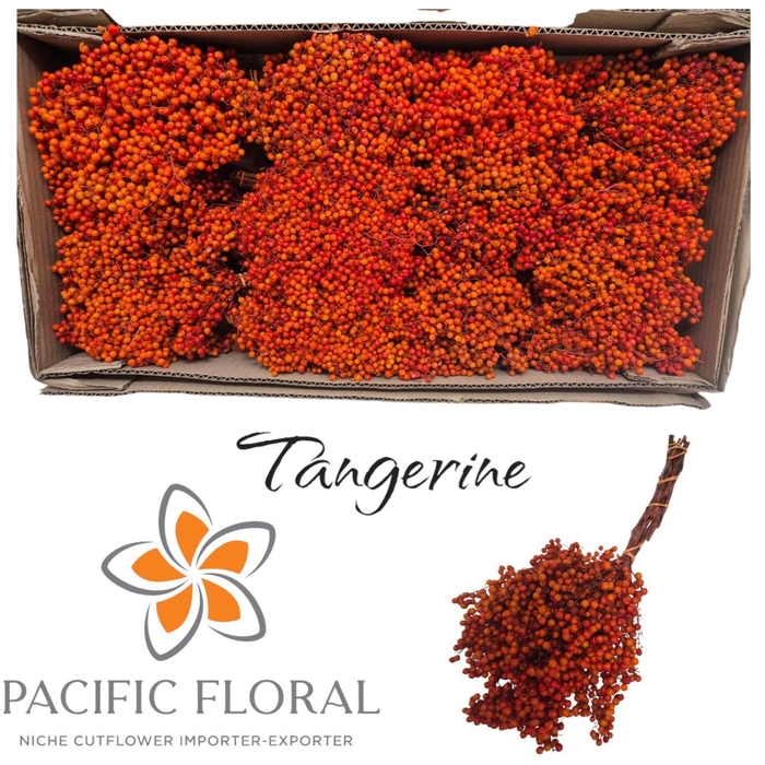 <h4>Pepperberry Tangerine</h4>