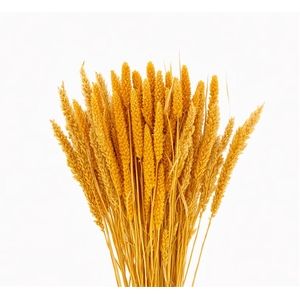 Dried Setaria Italica Yellow Bunch