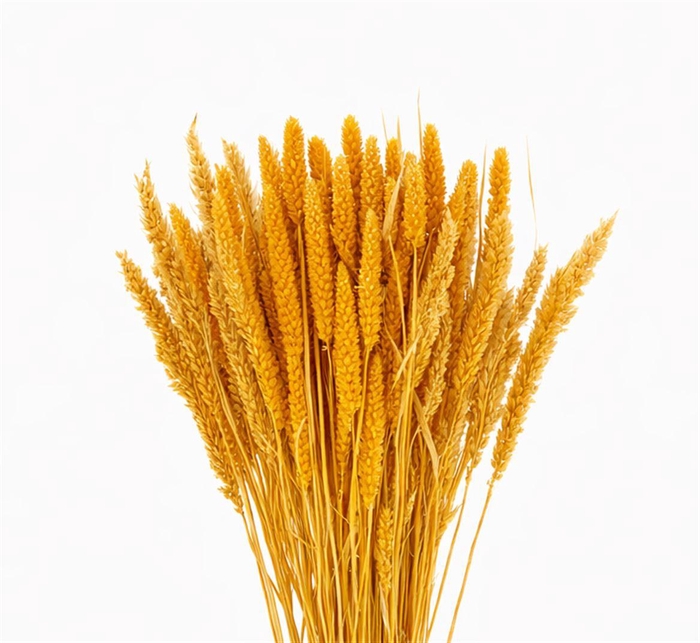 <h4>Dried Setaria Italica Yellow Bunch</h4>