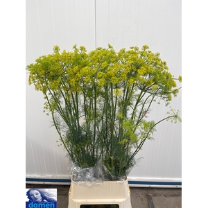 ANET GRAVEOLENS