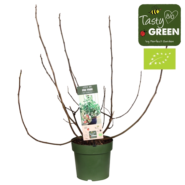 <h4>Ficus carica 'Little Miss Figgy' Patio Bio P23</h4>