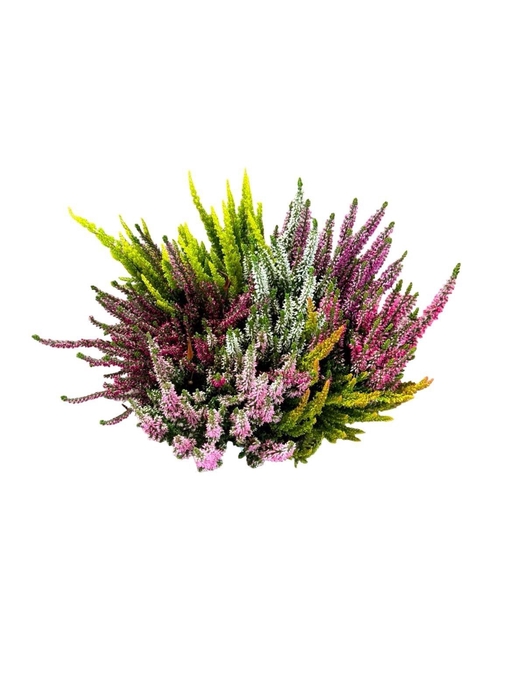 <h4>CALLU BL GEM</h4>