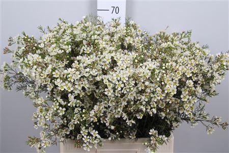 <h4>Chame Ivory Pearl</h4>