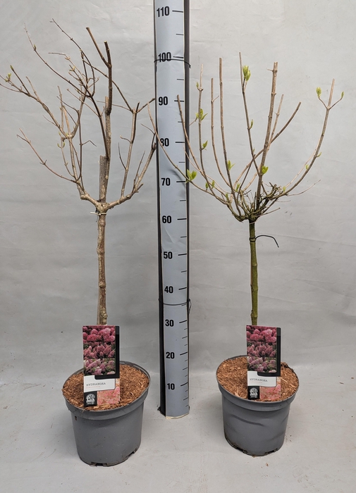 <h4>HYDR PANICULATA</h4>