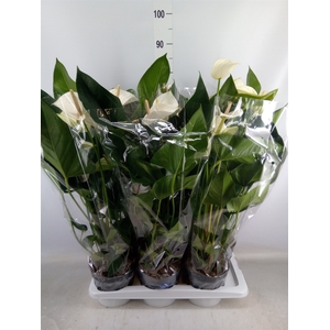 Anthurium  'Karma White'