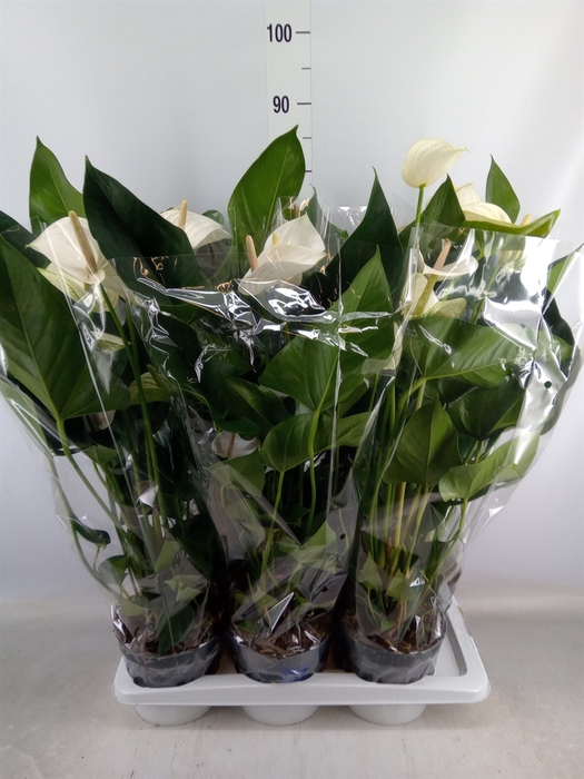 <h4>Anthurium  'Karma White'</h4>