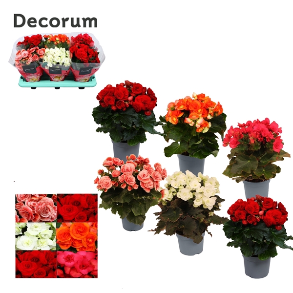 <h4>Begonia Gemengd MET WIT zonder geel Decorum</h4>