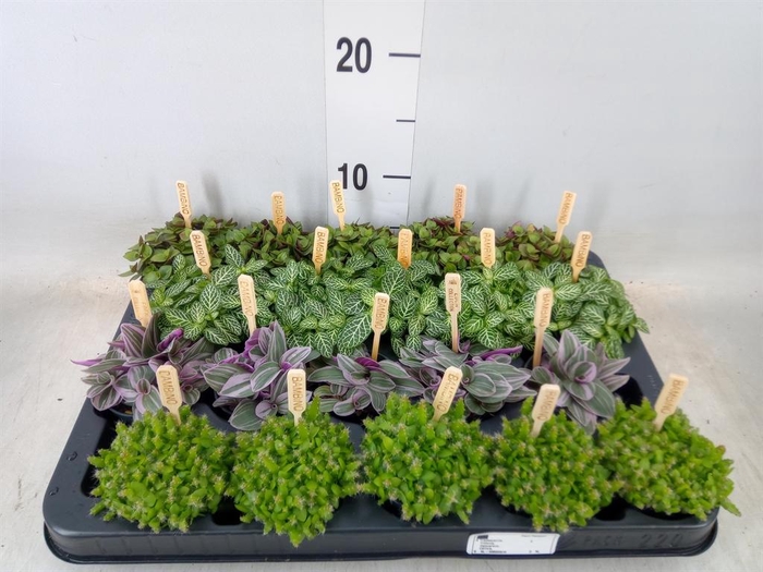 <h4>Planten  ..mix</h4>