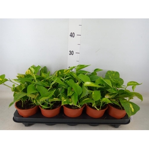 Epipremnum pinn. 'Aureum'