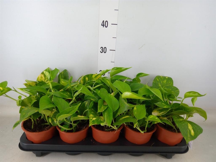 <h4>Epipremnum pinn. 'Aureum'</h4>