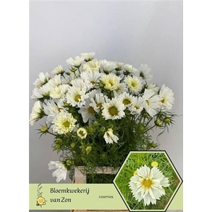 Cosmos Bipinnatus Wit