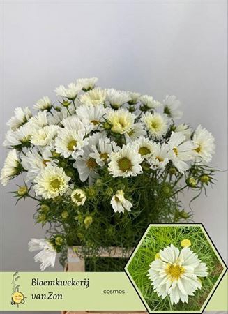 <h4>Cosmos Bipinnatus Wit</h4>