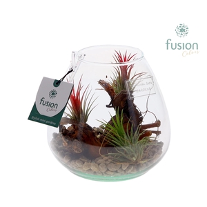 Arrangement Green Bottle Abby Small with Tillandsia Air Plants FC-21.1348FDH