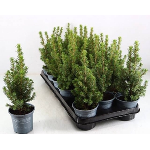 PICEA GL PERFECTA