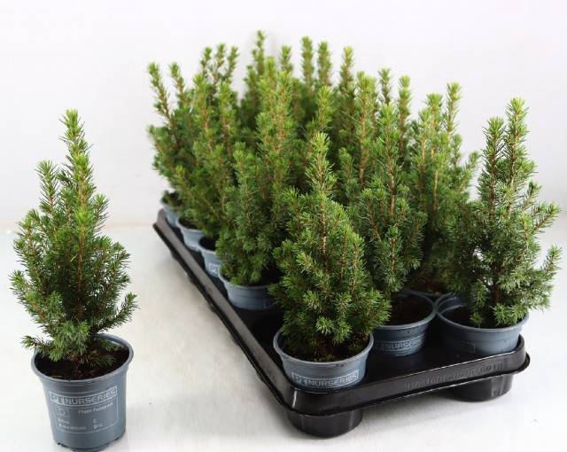 <h4>PICEA GL PERFECTA</h4>