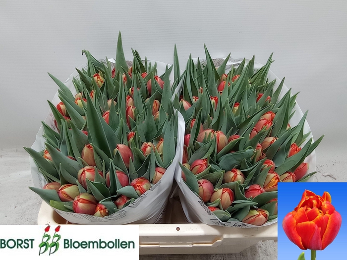 <h4>TU DU TERMINATOR</h4>