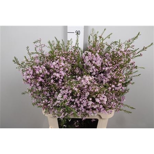 Chamelaucium Dancing Queen