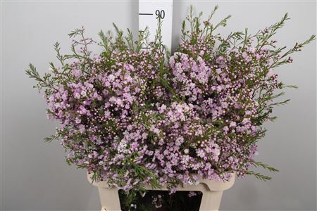 <h4>Chamelaucium Dancing Queen</h4>