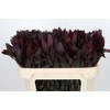 Leucadendron Saf Sunset Dark R.