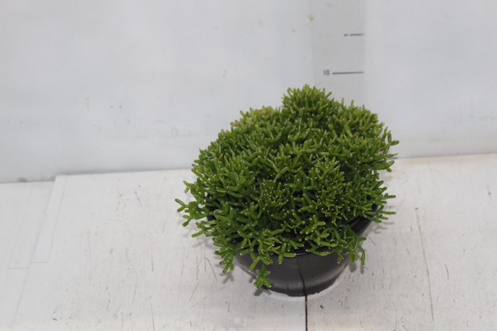 <h4>RHIPSALIS C18</h4>