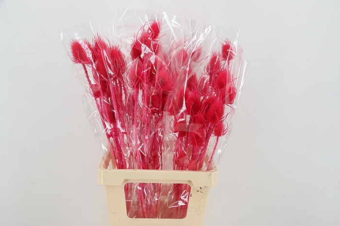 <h4>DROOGBL BEWERKT H%</h4>