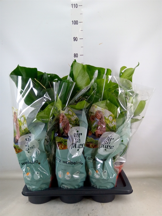 <h4>Monstera delic.</h4>