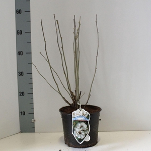 Hibiscus syriacus Speciosus