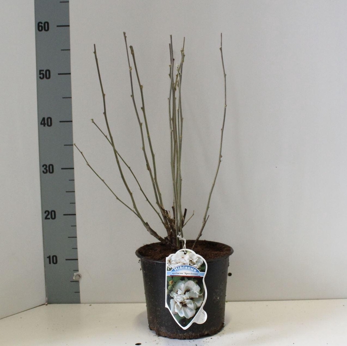 <h4>Hibiscus syriacus Speciosus</h4>