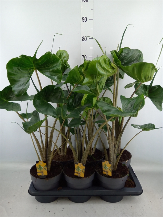 <h4>Alocasia macrorrhiza 'Stingray'</h4>