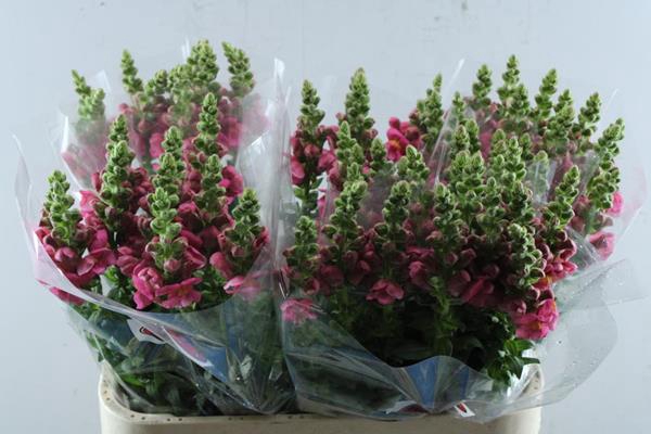 <h4>Antir Antibes Rose</h4>