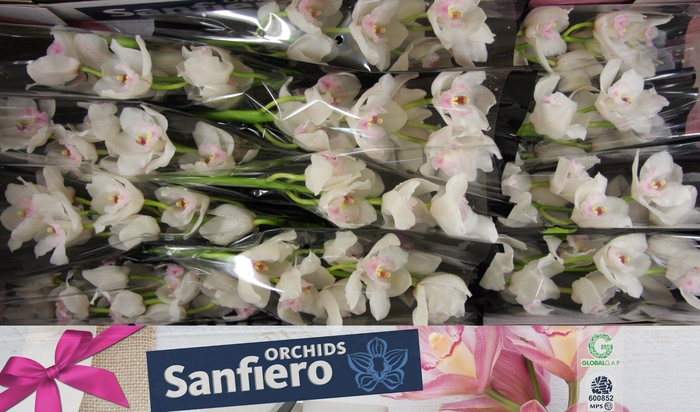 <h4>CYMB T DOS PUEBLOS</h4>