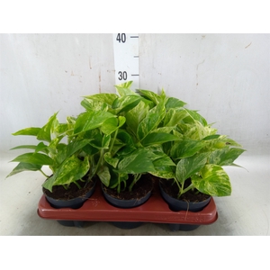 Epipremnum pinn. 'Marble Queen'