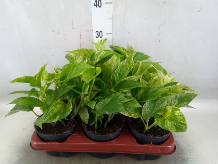 <h4>Epipremnum pinn. 'Marble Queen'</h4>