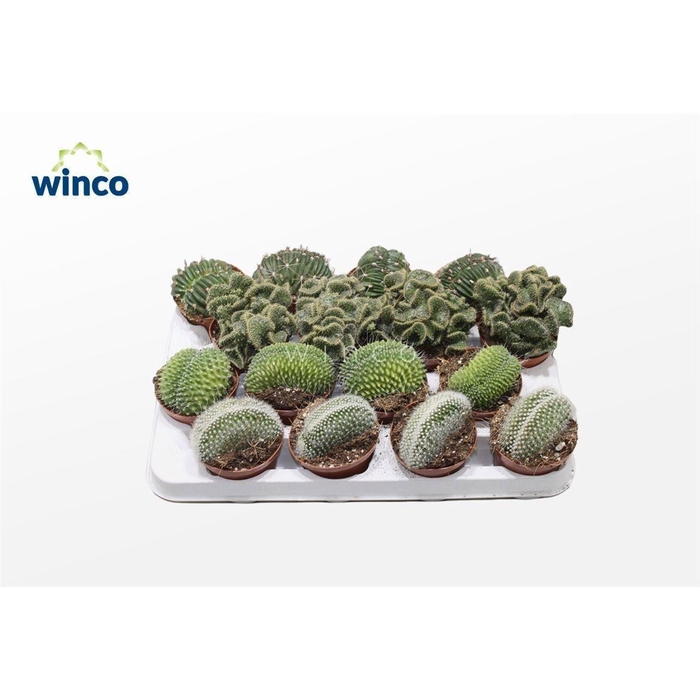 <h4>CACTUS GEM</h4>
