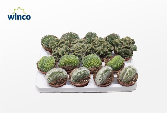 <h4>CACTUS GEM</h4>