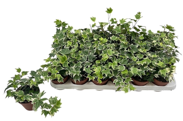 <h4>HED HE WHITE RIPPLE</h4>