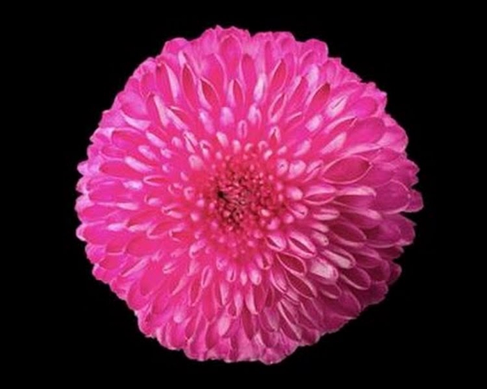 <h4>Chr T Klb Newton Cerise</h4>